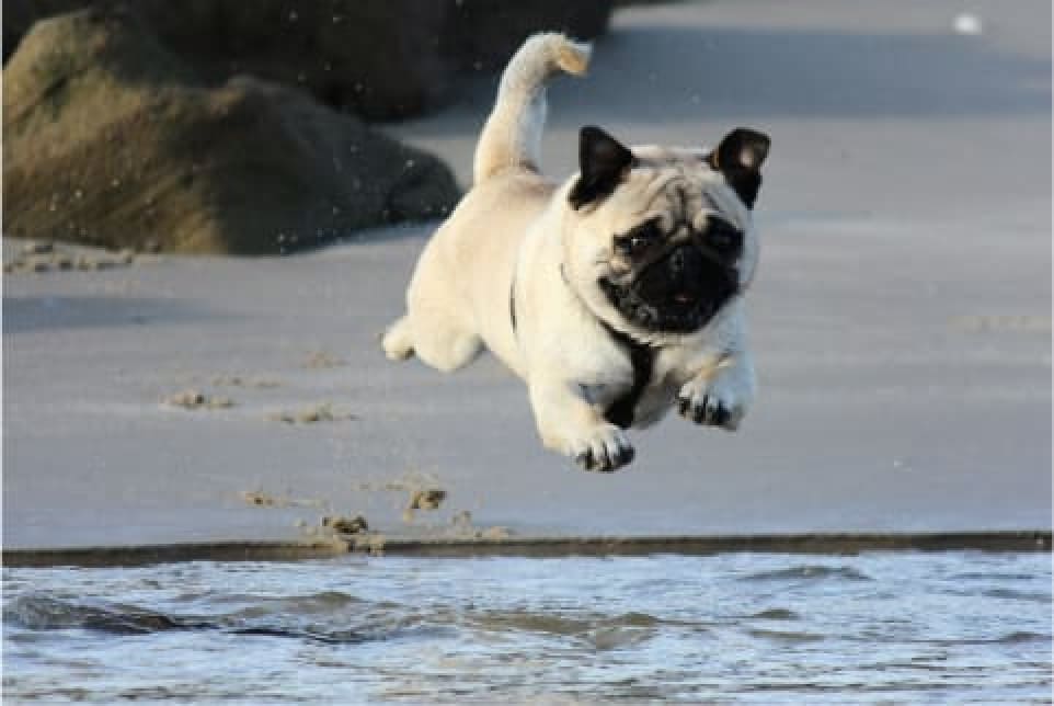 Urlaub mit Hund